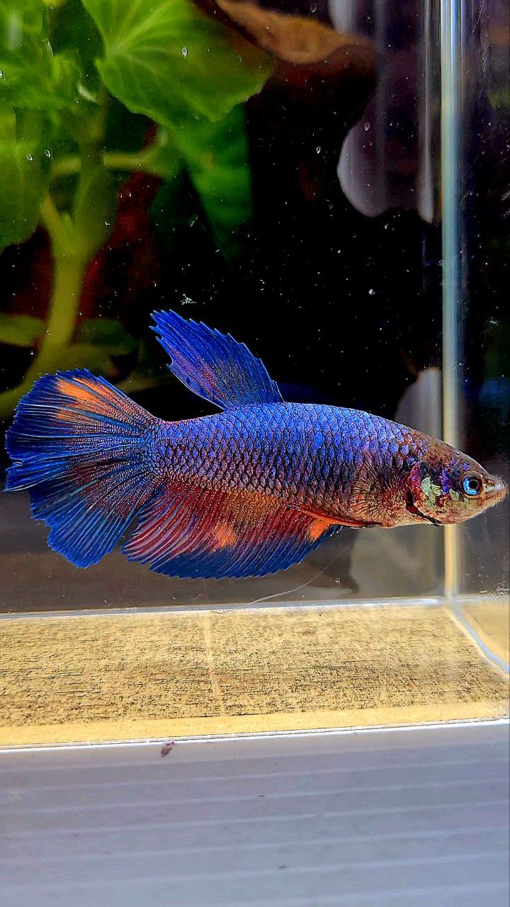 FEMALE HALFMOON BLUE NEMO FANCY MULTICOLOR BETTA FISH
