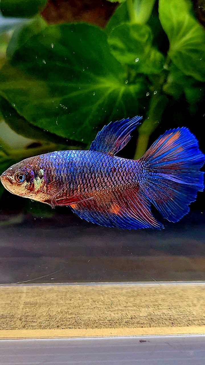 FEMALE HALFMOON BLUE NEMO FANCY MULTICOLOR BETTA FISH