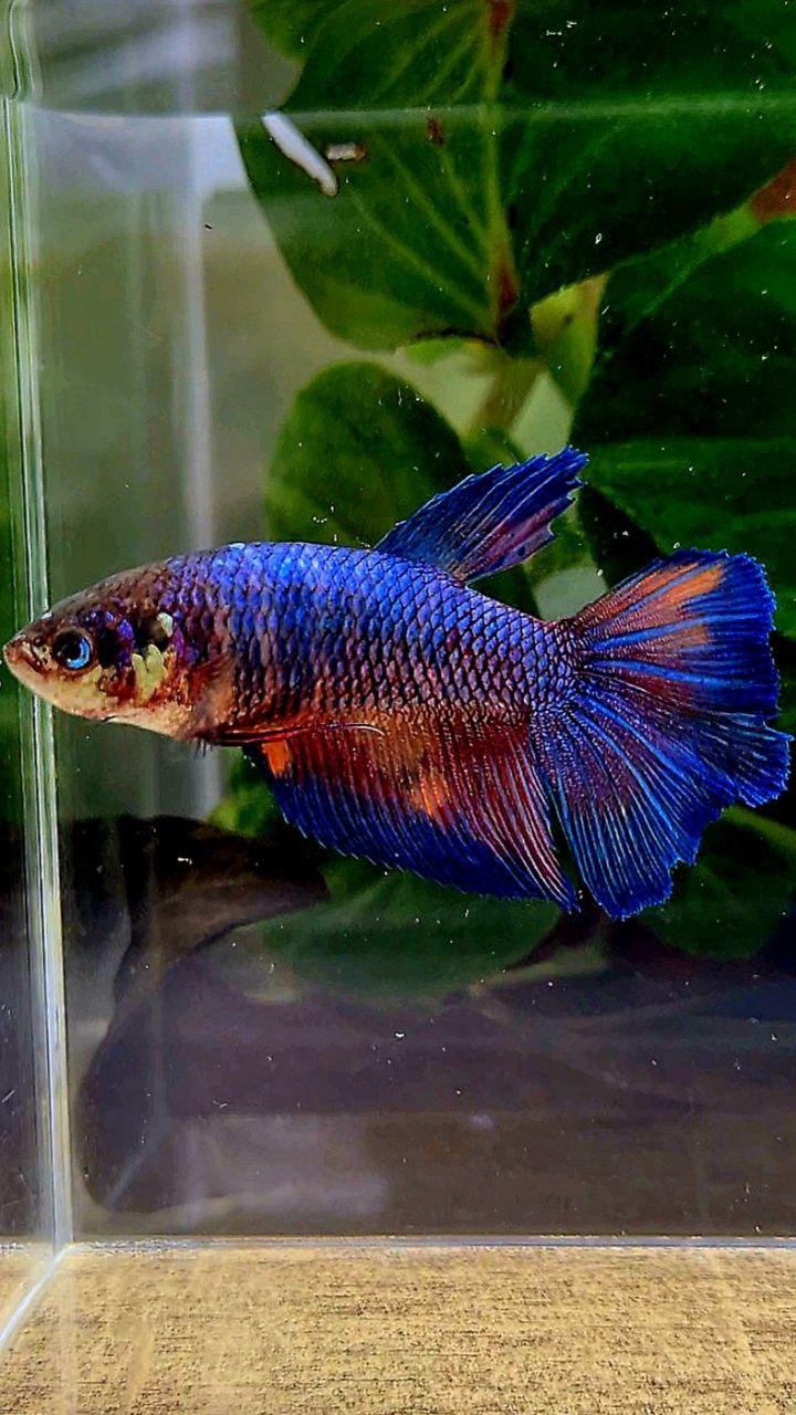 FEMALE HALFMOON BLUE NEMO FANCY MULTICOLOR BETTA FISH