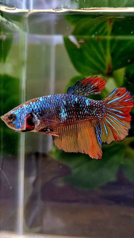 FEMALE HALFMOON BLACK BLUE AVATAR NEMO VARIATION BETTA FISH