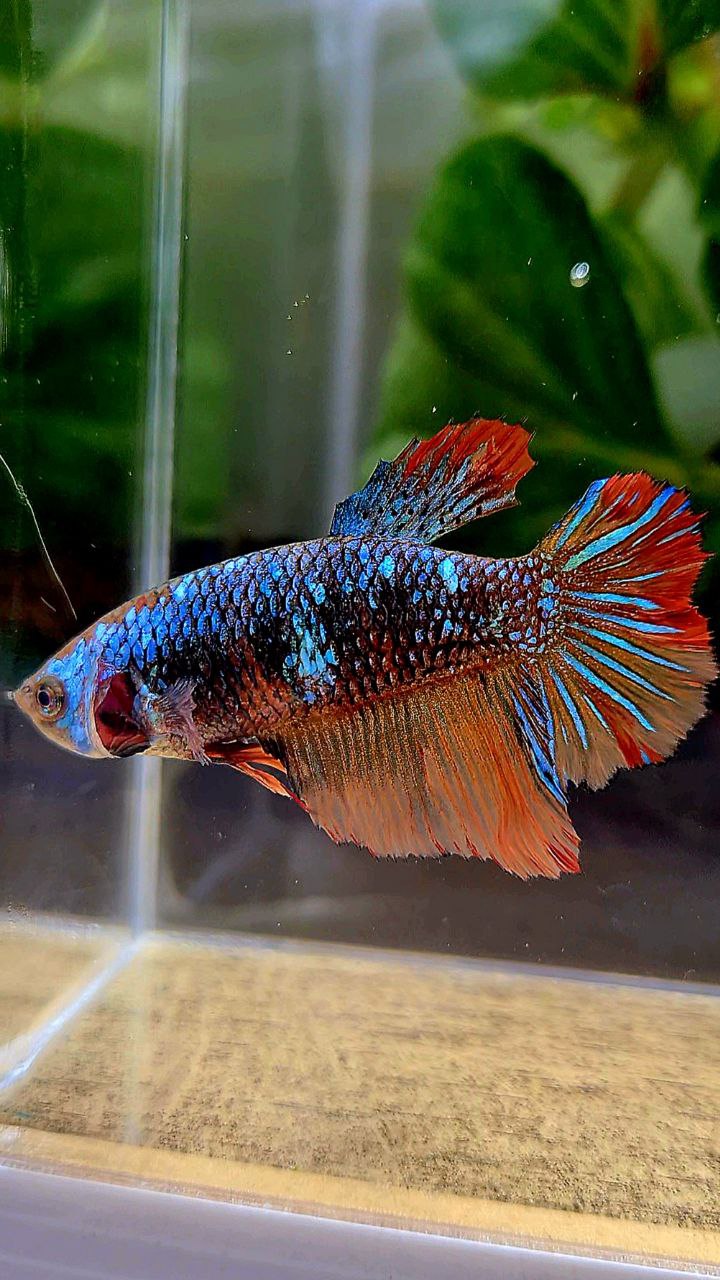 FEMALE HALFMOON BLACK BLUE AVATAR NEMO VARIATION BETTA FISH