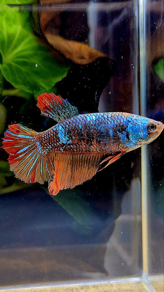 FEMALE HALFMOON BLACK BLUE AVATAR NEMO VARIATION BETTA FISH