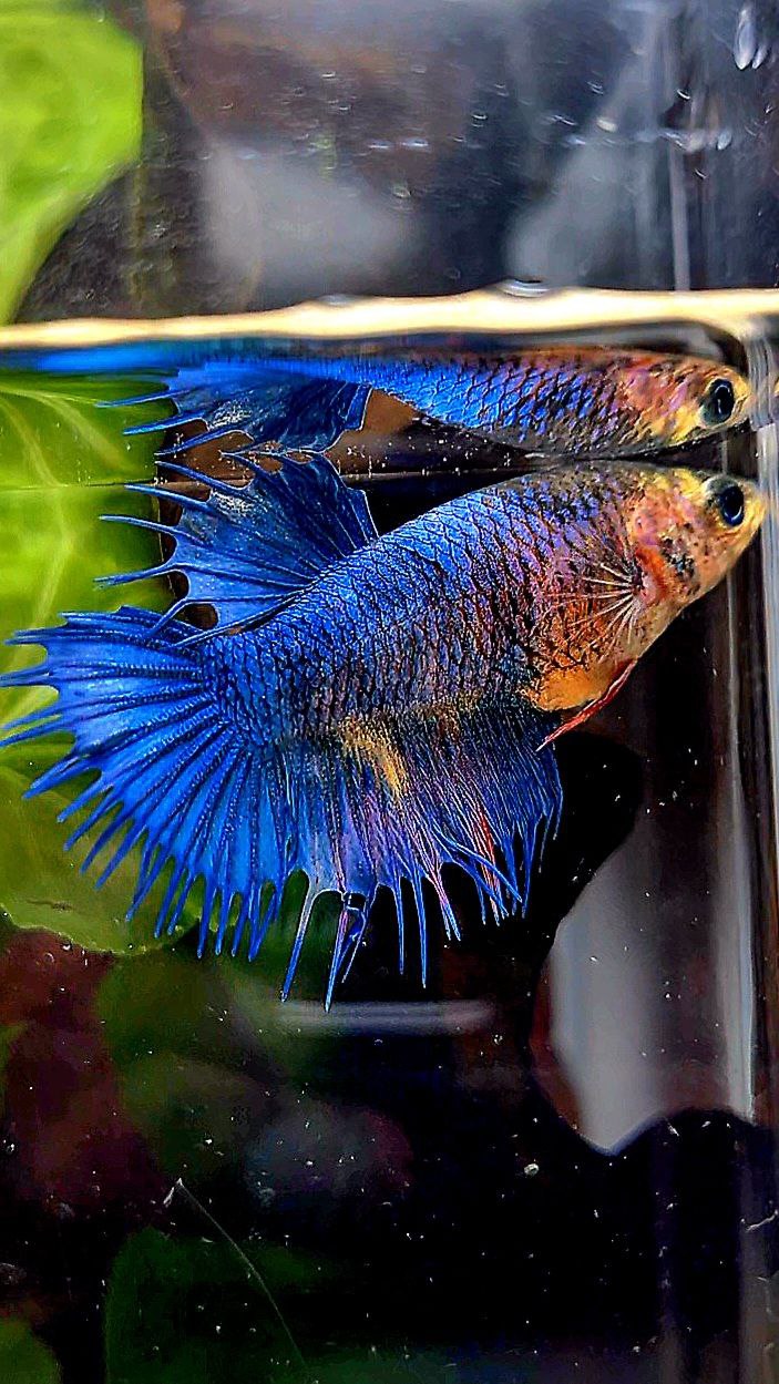 FEMALE CROWNTAIL BLUE FANCY YELLOW BETTA FISH