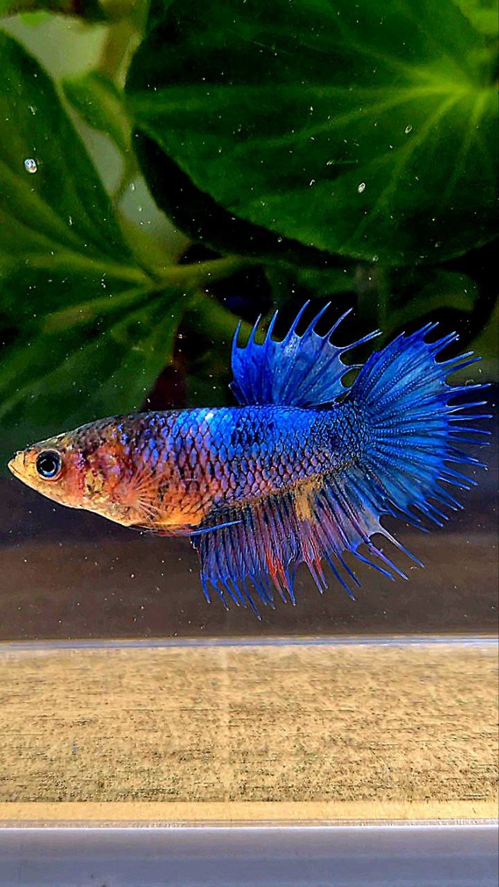FEMALE CROWNTAIL BLUE FANCY YELLOW BETTA FISH
