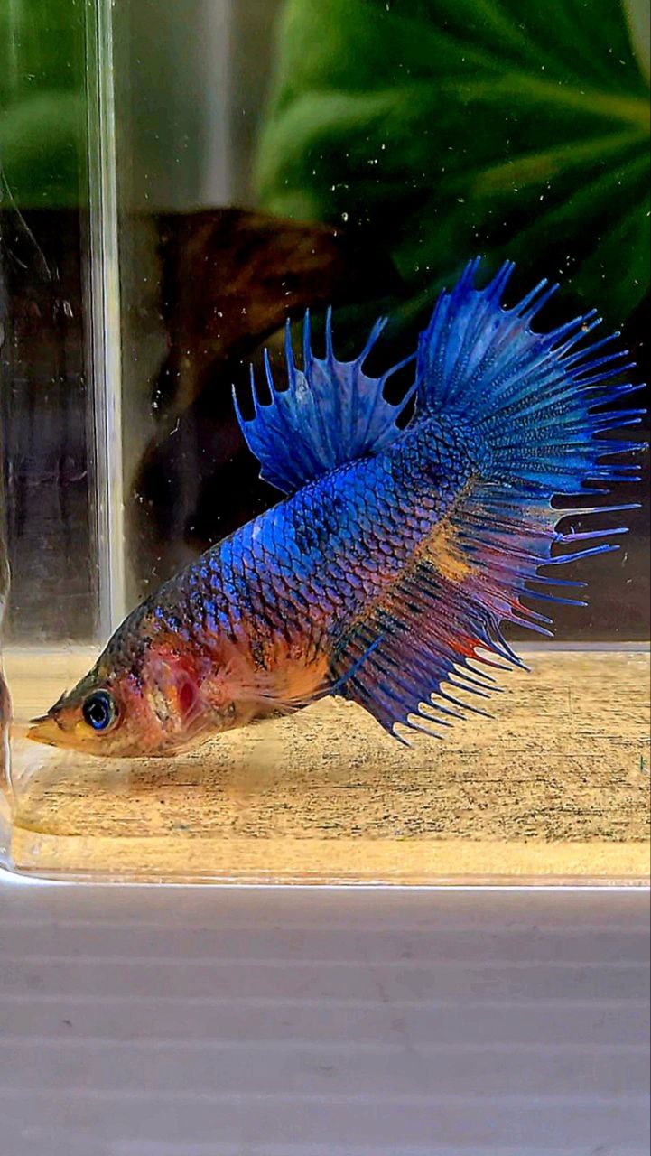FEMALE CROWNTAIL BLUE FANCY YELLOW BETTA FISH