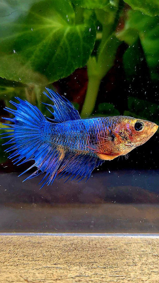 FEMALE CROWNTAIL BLUE FANCY YELLOW BETTA FISH