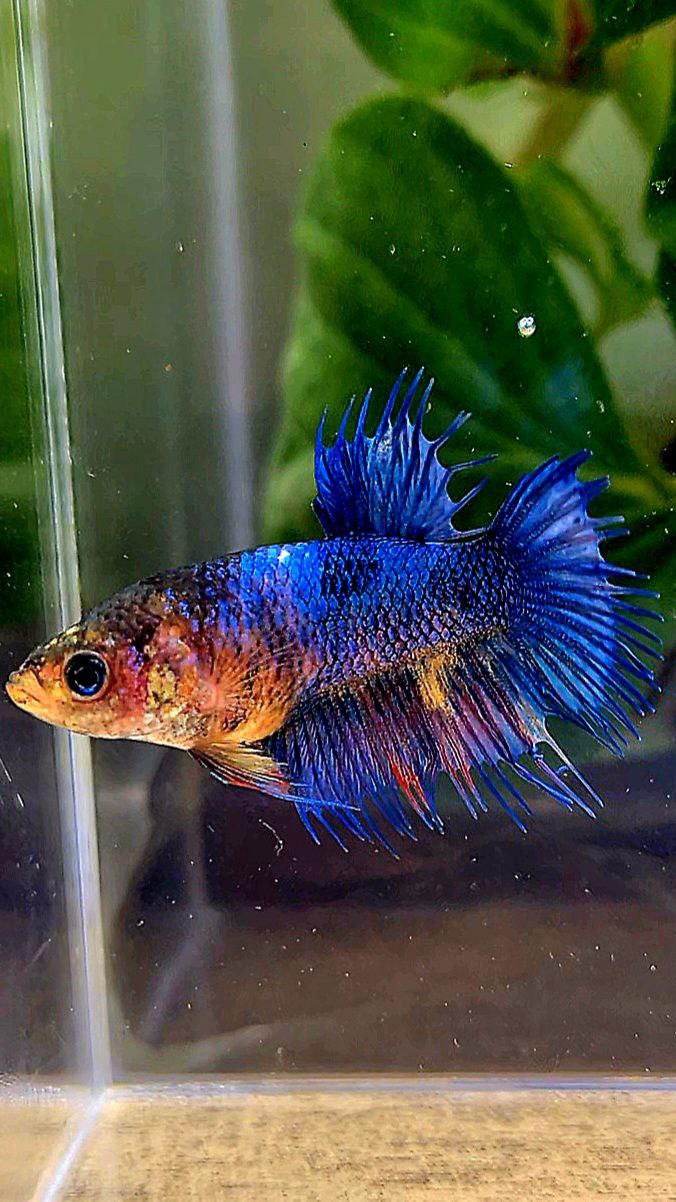 FEMALE CROWNTAIL BLUE FANCY YELLOW BETTA FISH