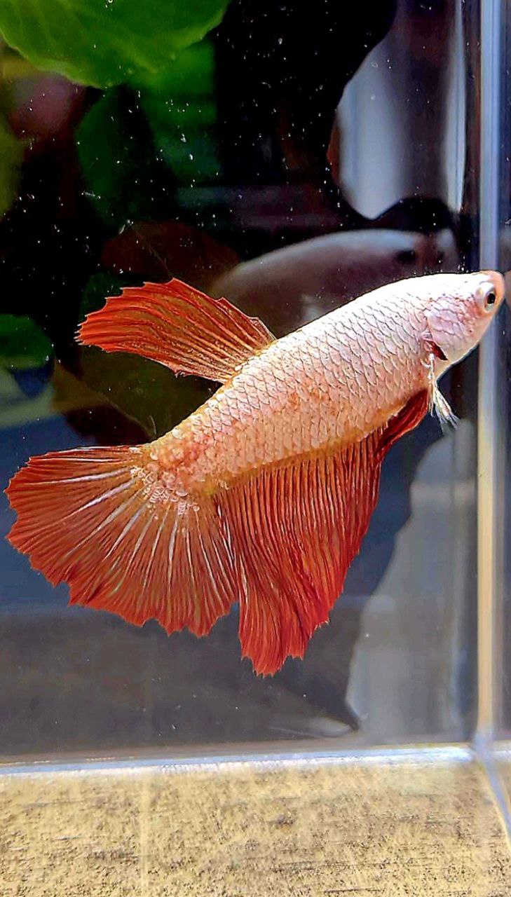FEMALE XL HALFMOON ROSETAIL RED DRAGON BETTA FISH