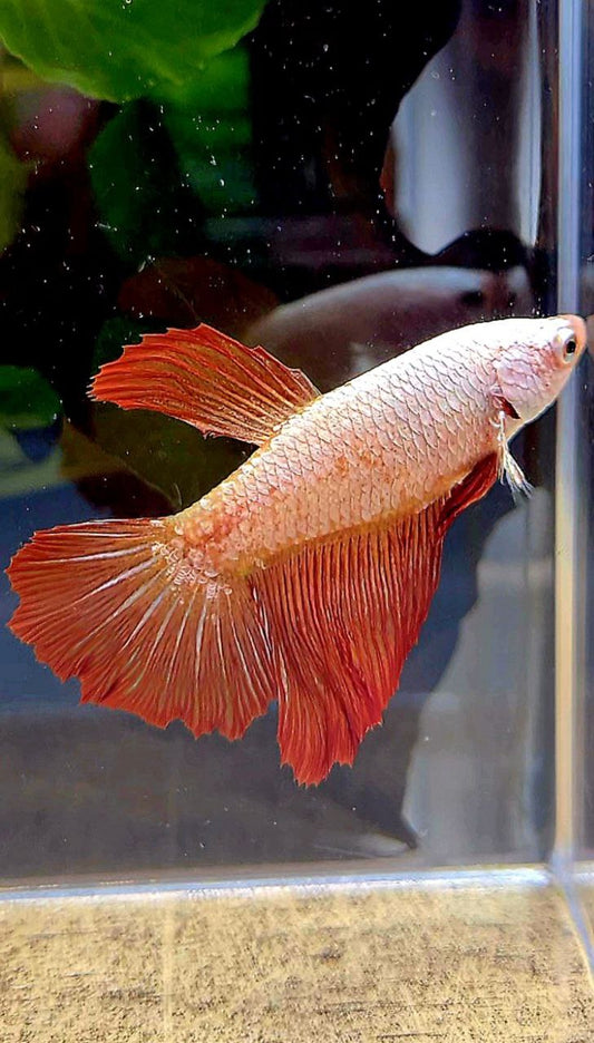 FEMALE XL HALFMOON ROSETAIL RED DRAGON BETTA FISH