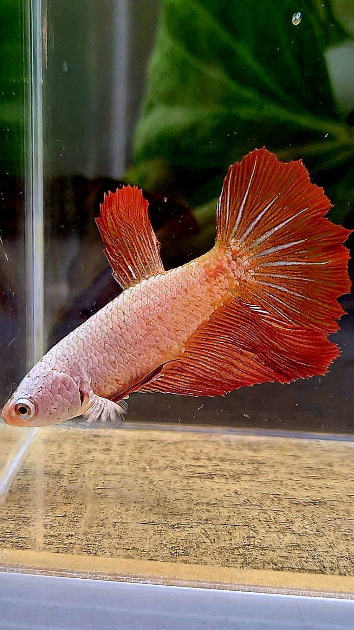 FEMALE XL HALFMOON ROSETAIL RED DRAGON BETTA FISH