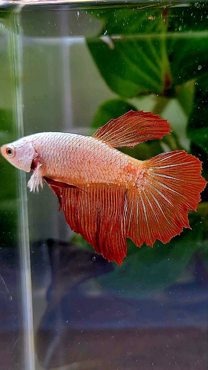 FEMALE XL HALFMOON ROSETAIL RED DRAGON BETTA FISH