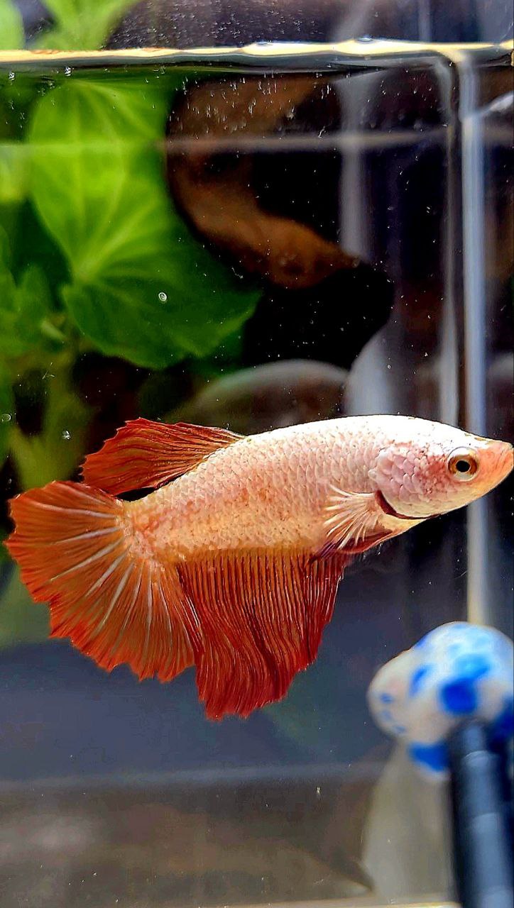 FEMALE XL HALFMOON ROSETAIL RED DRAGON BETTA FISH