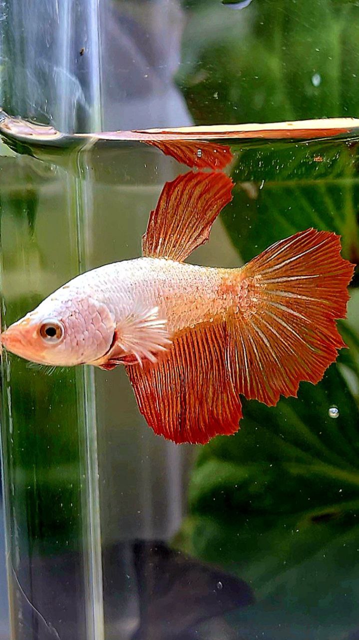 FEMALE XL HALFMOON ROSETAIL RED DRAGON BETTA FISH
