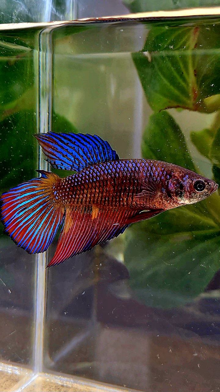 FEMALE VEILTAIL DOUBLE TAIL METTALIC PURPLE MULTICOLOR BETTA FISH