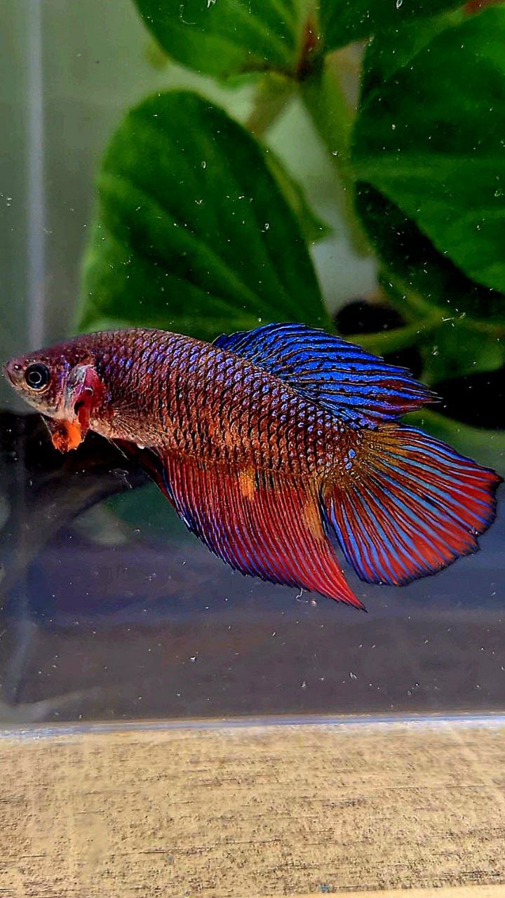 FEMALE VEILTAIL DOUBLE TAIL METTALIC PURPLE MULTICOLOR BETTA FISH