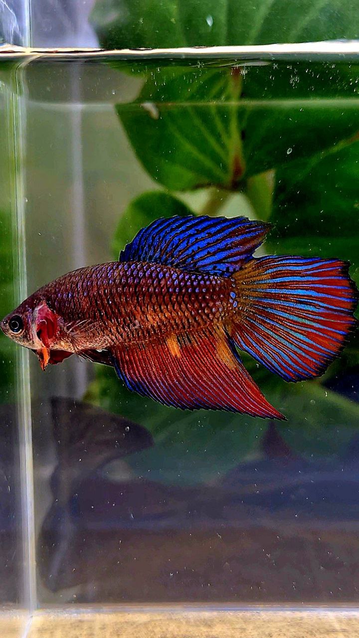 FEMALE VEILTAIL DOUBLE TAIL METTALIC PURPLE MULTICOLOR BETTA FISH