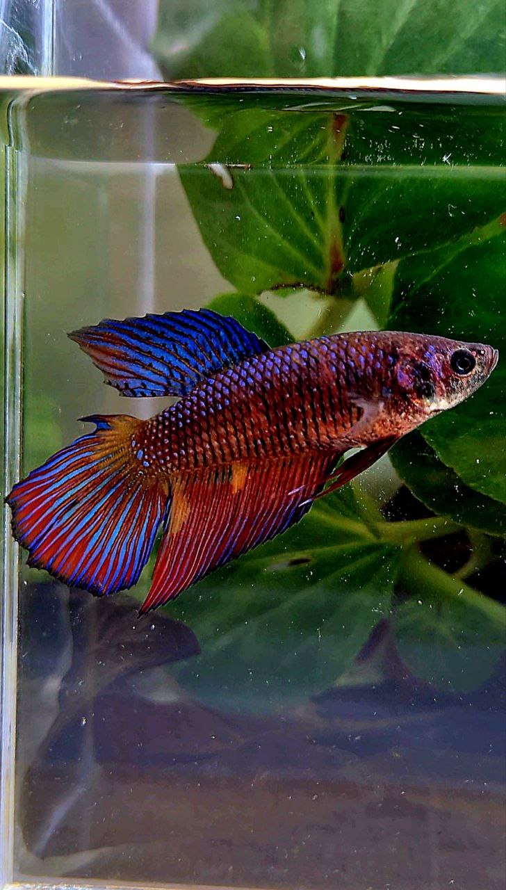 FEMALE VEILTAIL DOUBLE TAIL METTALIC PURPLE MULTICOLOR BETTA FISH