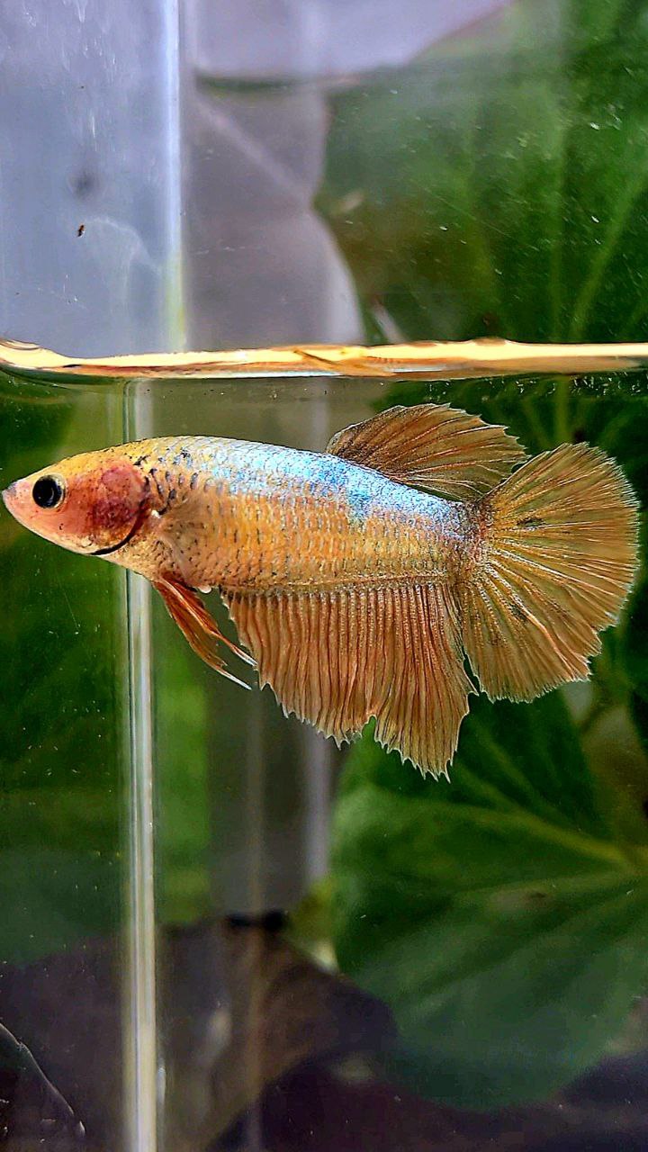FEMALE HALFMOON GOLD COPPER WASH BETTA FISH