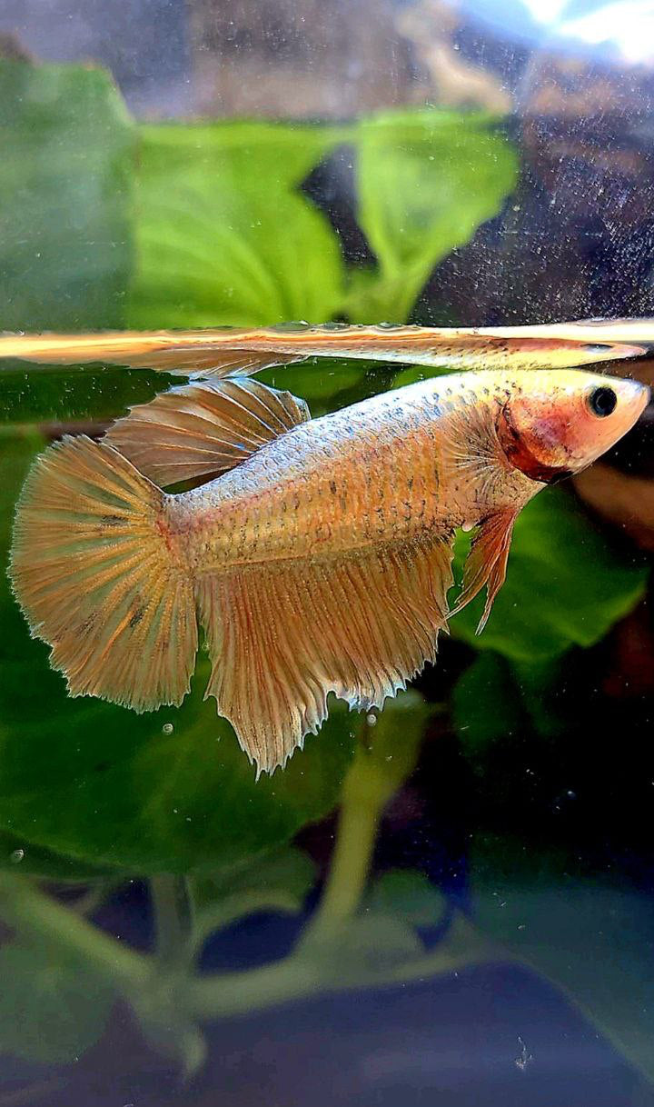 FEMALE HALFMOON GOLD COPPER WASH BETTA FISH