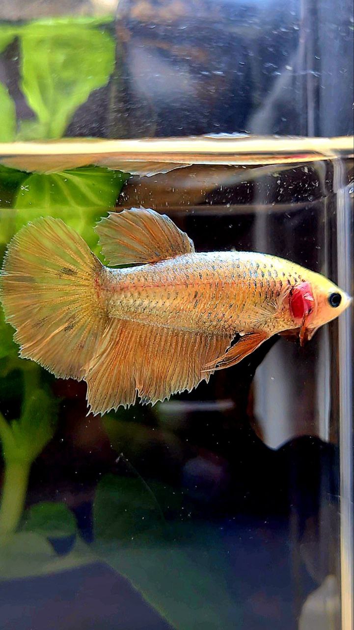 FEMALE HALFMOON GOLD COPPER WASH BETTA FISH