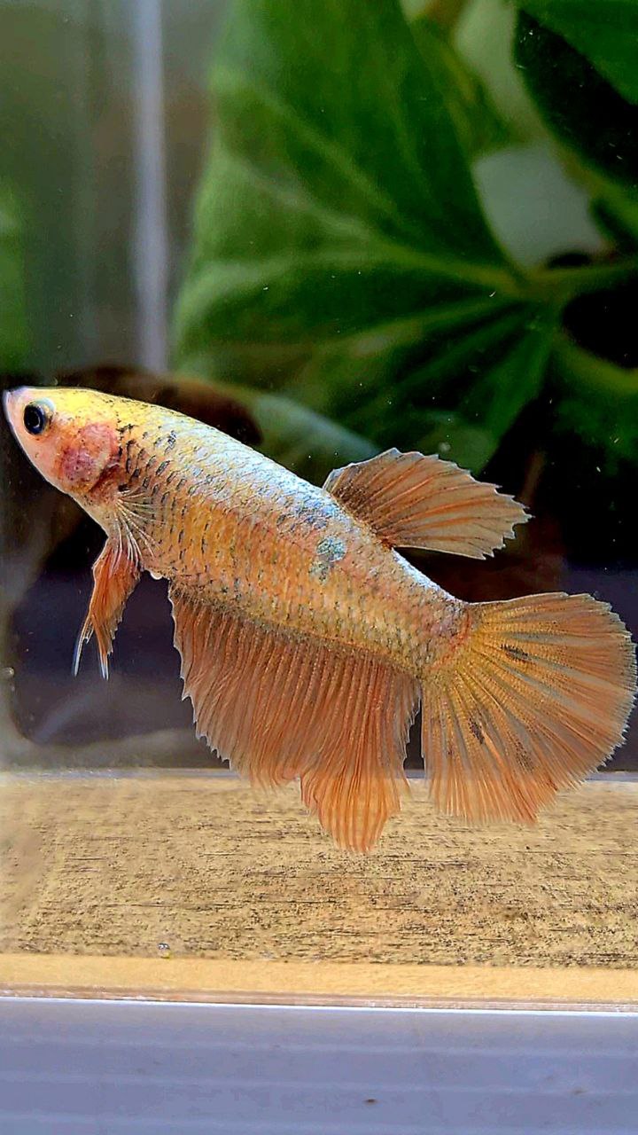 FEMALE HALFMOON GOLD COPPER WASH BETTA FISH