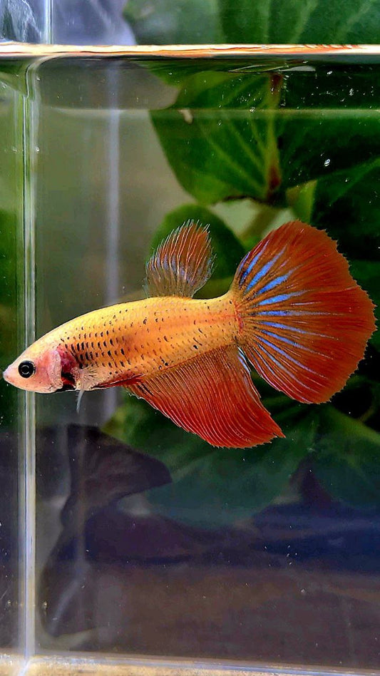 FEMALE DELTA TAIL RED BETTA FISH