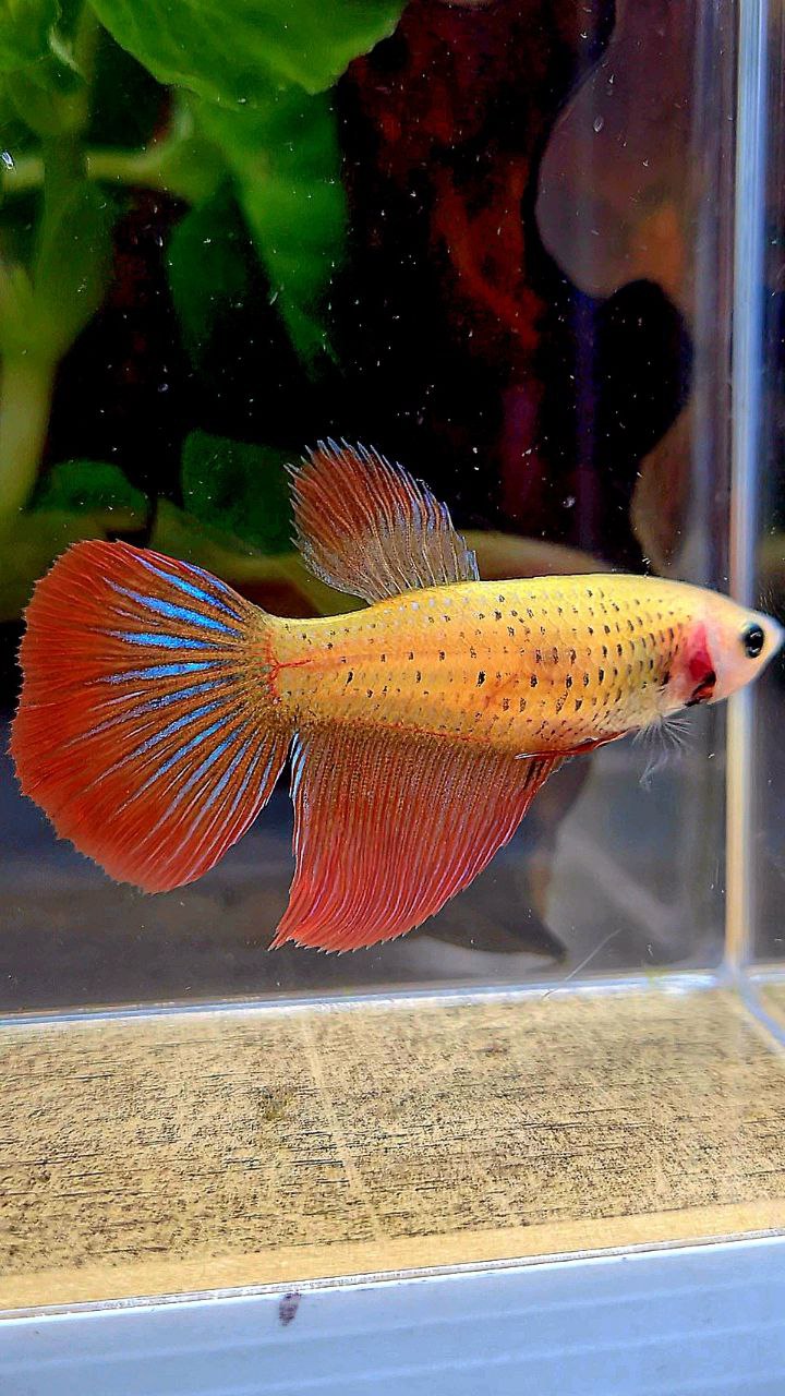 FEMALE DELTA TAIL RED BETTA FISH