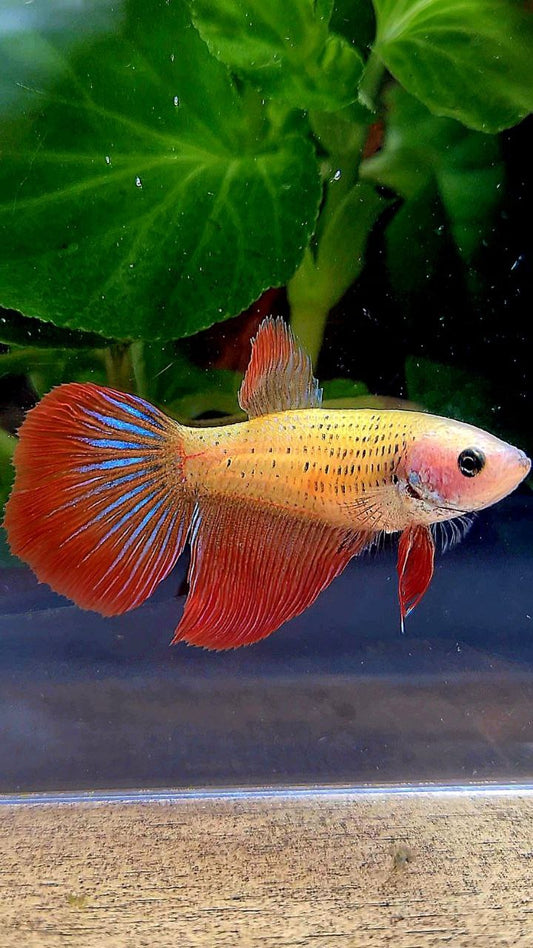 FEMALE DELTA TAIL RED BETTA FISH