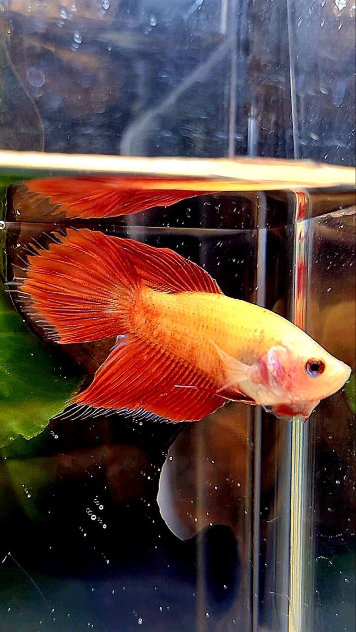 FEMALE VEILTAIL SUPER RED BETTA FISH