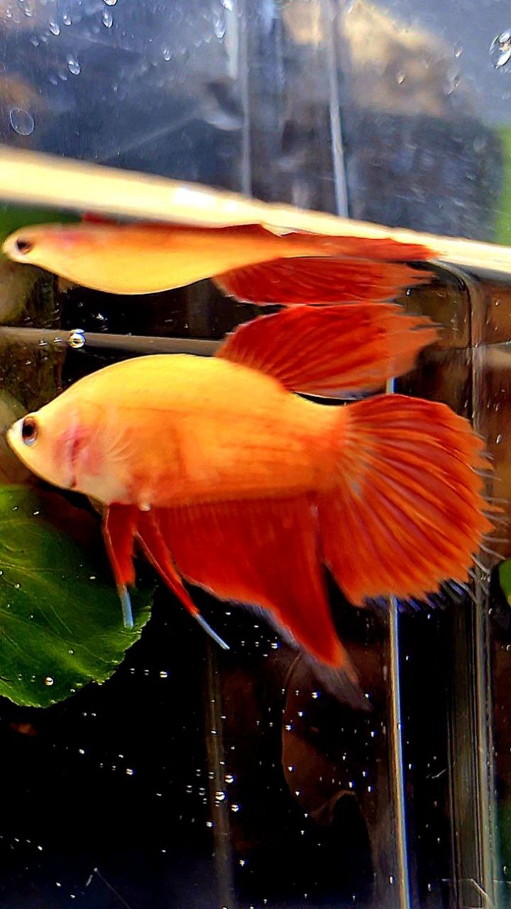 FEMALE VEILTAIL SUPER RED BETTA FISH