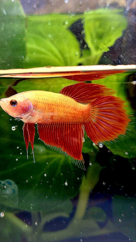 FEMALE VEILTAIL SUPER RED BETTA FISH