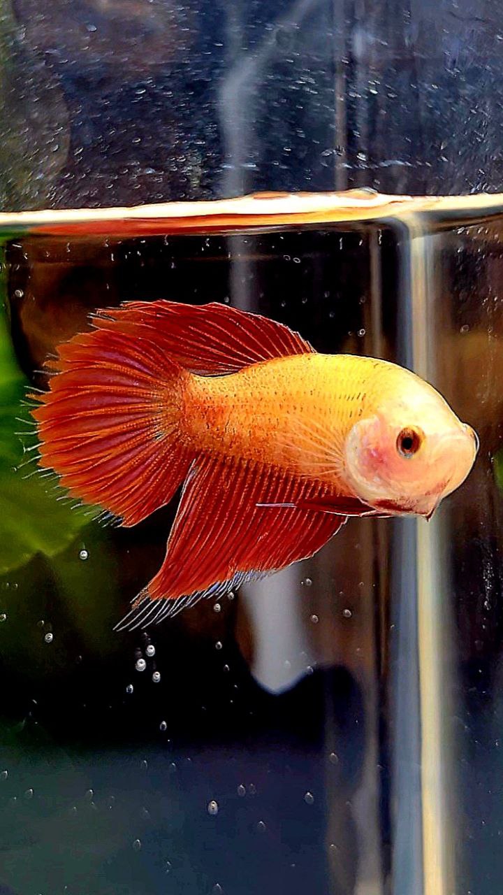 FEMALE VEILTAIL SUPER RED BETTA FISH
