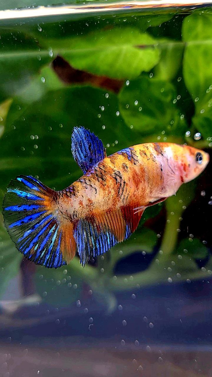 FEMALE PLAKAT ORANGE KOI MULTICOLOR BETTA FISH