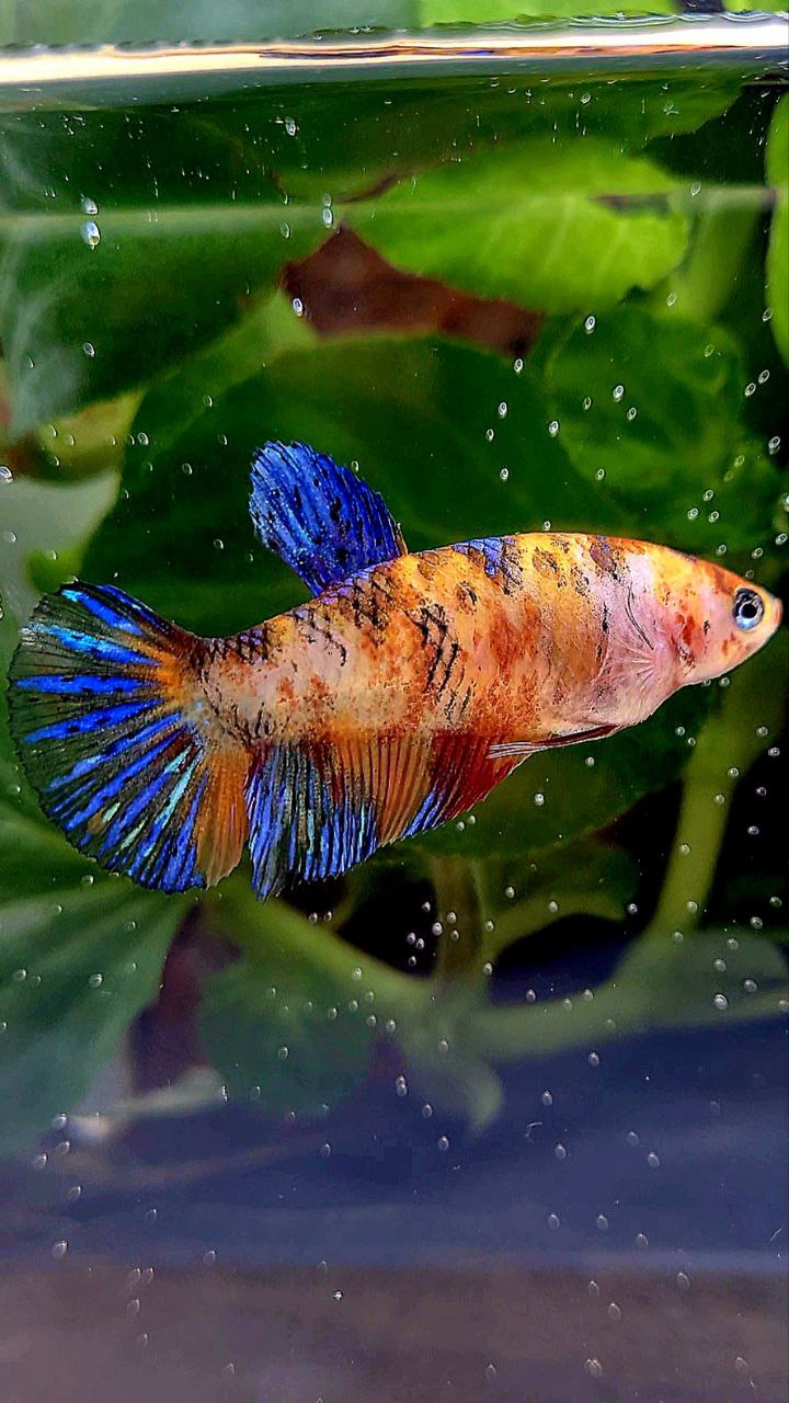 FEMALE PLAKAT ORANGE KOI MULTICOLOR BETTA FISH