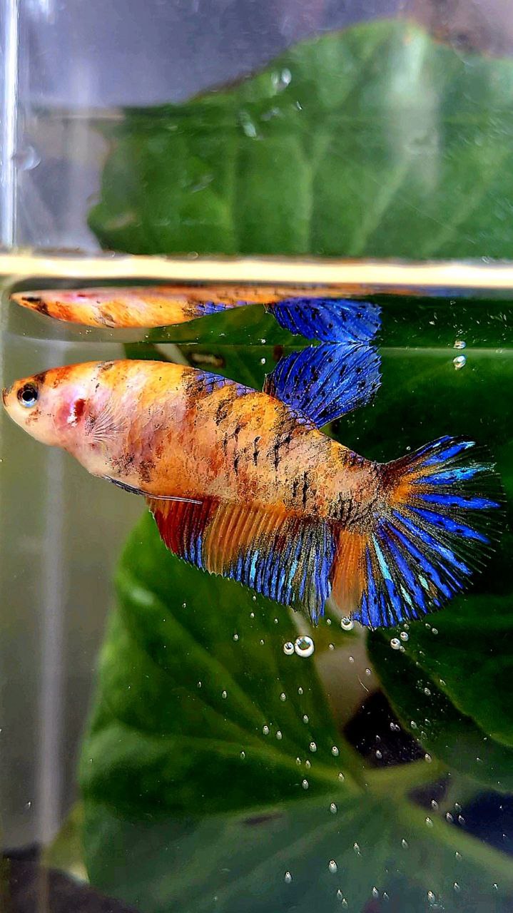 FEMALE PLAKAT ORANGE KOI MULTICOLOR BETTA FISH