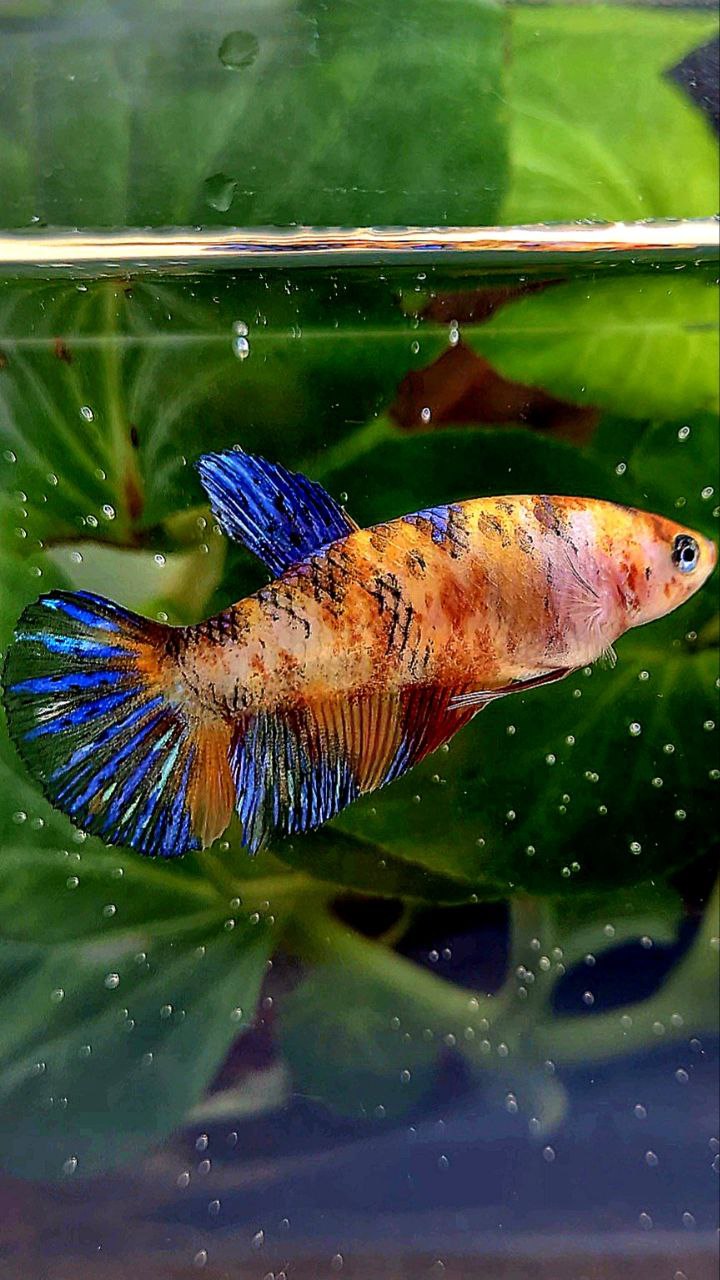 FEMALE PLAKAT ORANGE KOI MULTICOLOR BETTA FISH