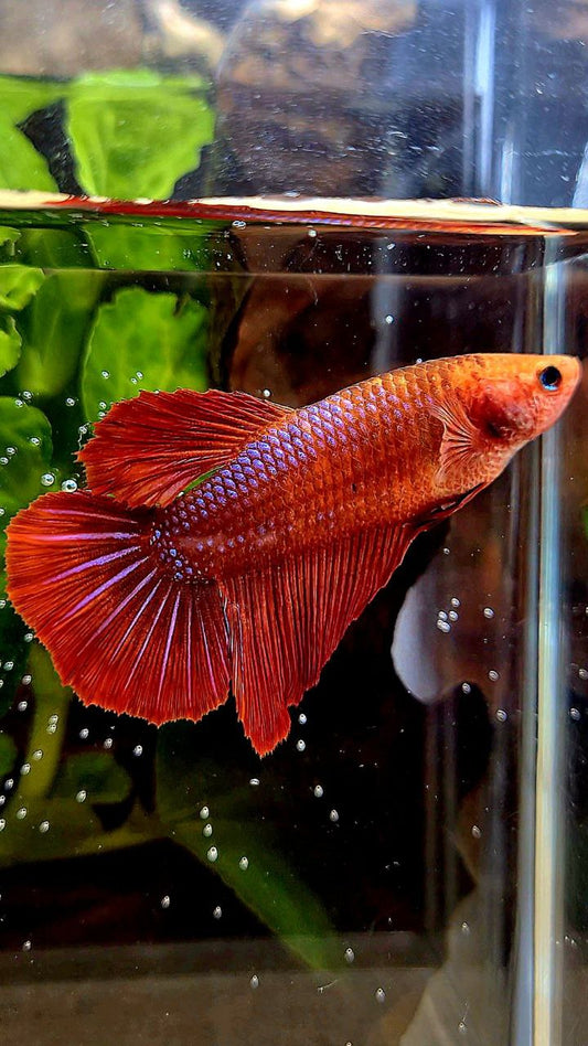 FEMALE XL HALFMOON RED FANCY BETTA FISH