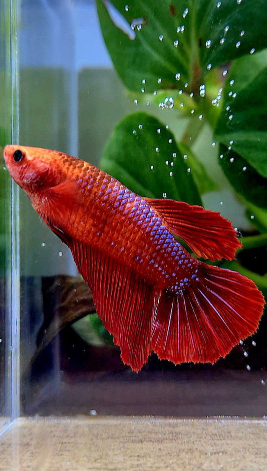 FEMALE XL HALFMOON RED FANCY BETTA FISH