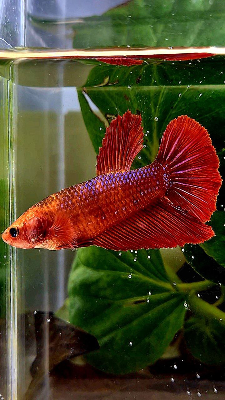 FEMALE XL HALFMOON RED FANCY BETTA FISH
