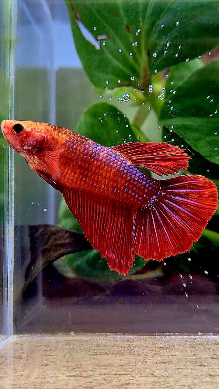 FEMALE XL HALFMOON RED FANCY BETTA FISH