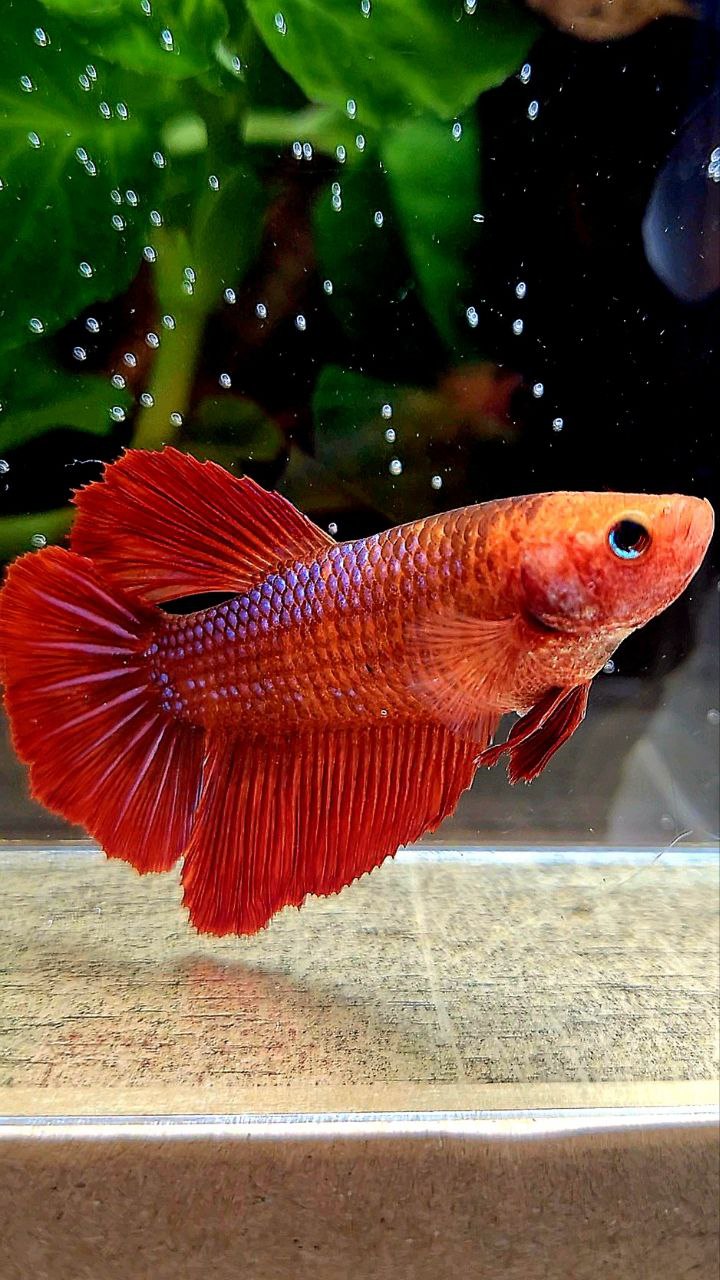 FEMALE XL HALFMOON RED FANCY BETTA FISH