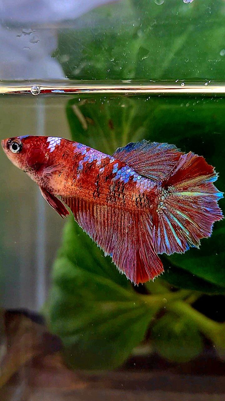 FEMALE HALFMOON RED GALAXY MULTICOLOR BETTA FISH