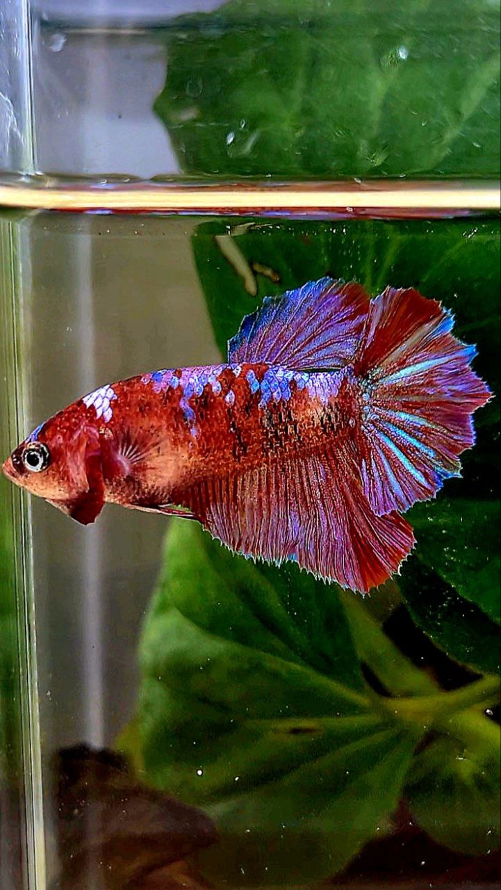 FEMALE HALFMOON RED GALAXY MULTICOLOR BETTA FISH