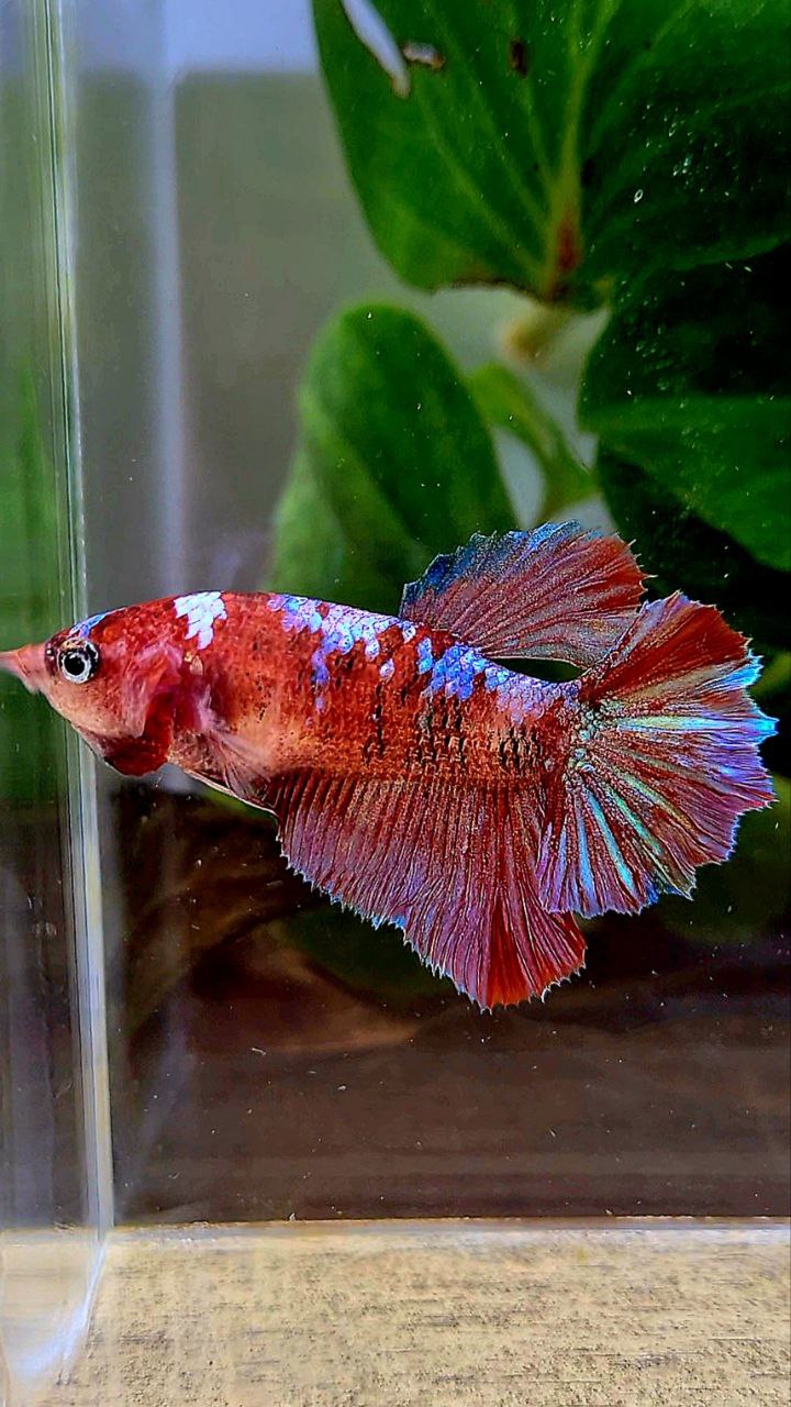 FEMALE HALFMOON RED GALAXY MULTICOLOR BETTA FISH