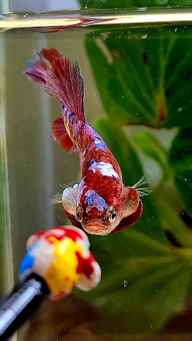 FEMALE HALFMOON RED GALAXY MULTICOLOR BETTA FISH