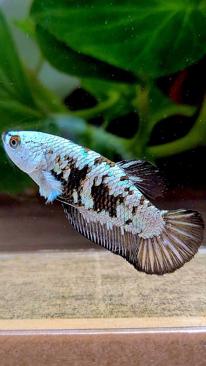 FEMALE PLAKAT BLACK SAMURAI SNOW MAMBA MASKING BETTA FISH