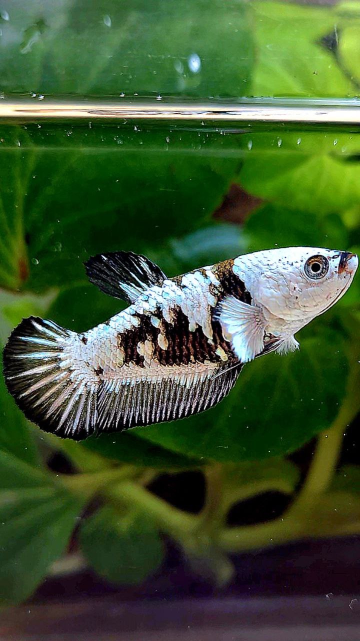 Paramamba Fish FEMALE PLAKAT BLACK SAMURAI SNOW MAMBA MASKING BETTA FISH – Rare Betta ...