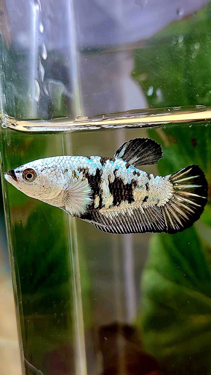 FEMALE PLAKAT BLACK SAMURAI SNOW MAMBA MASKING BETTA FISH