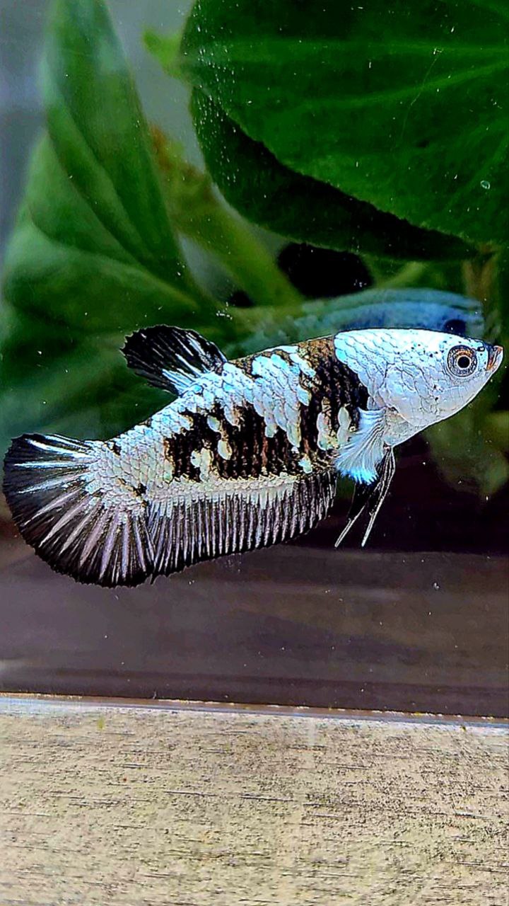 Paramamba Fish FEMALE PLAKAT BLACK SAMURAI SNOW MAMBA MASKING BETTA FISH – Rare Betta ...