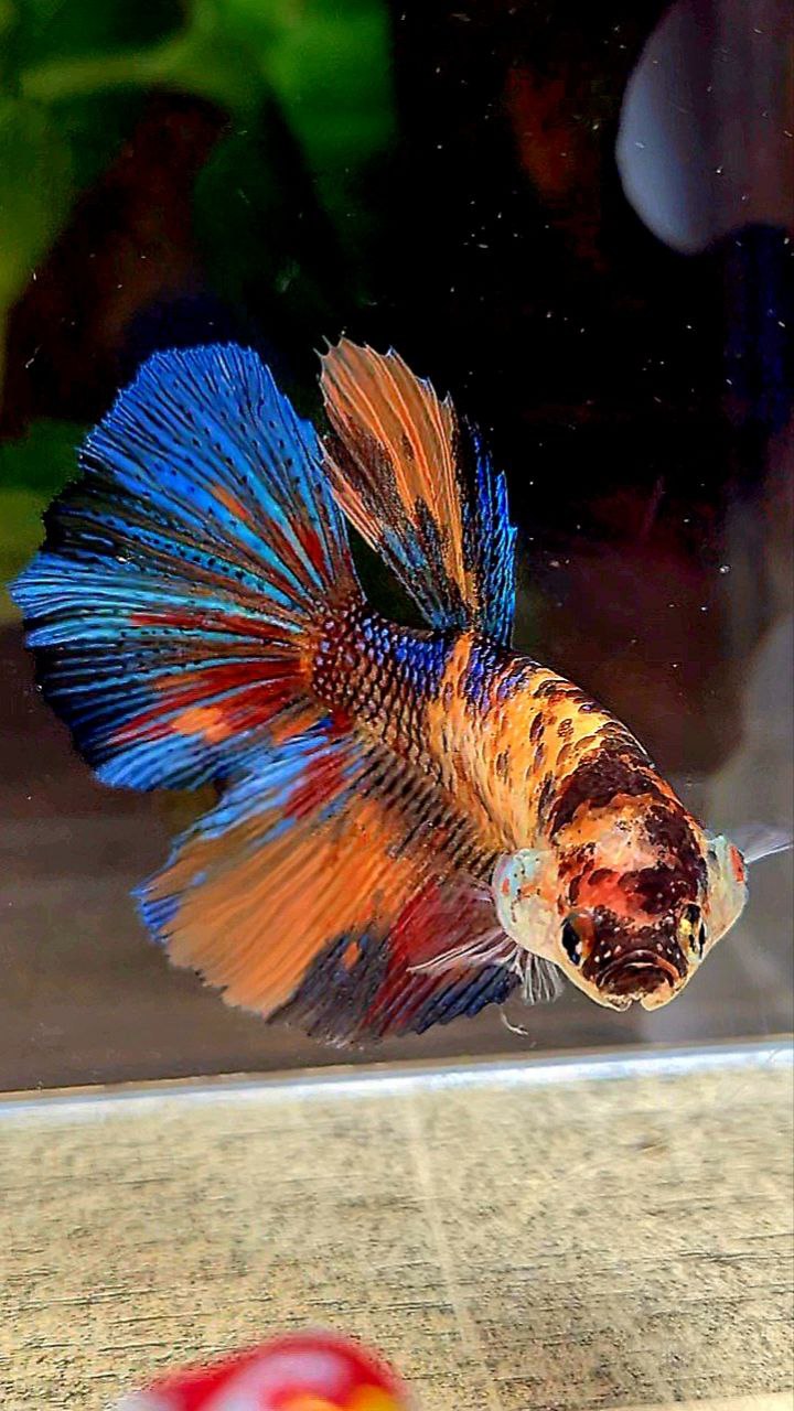 2 FISH FEMALE HALFMOON OVERTAIL ORANGE KOI MULTICOLOR & KING PLAKAT DUMBO EAR MULTICOLOR BETTA FISH